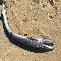 Alepisaurus