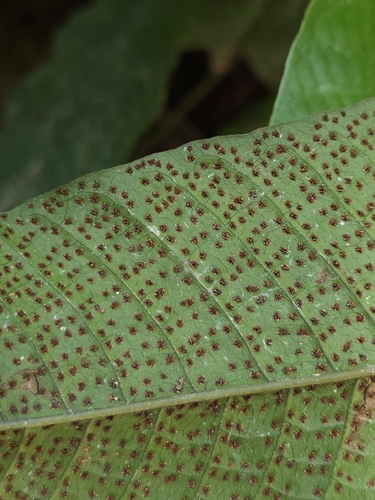 Image of Tectaria singaporiana by (c) pbsg, some rights reserved (CC BY)