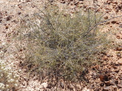Acacia andrewsii