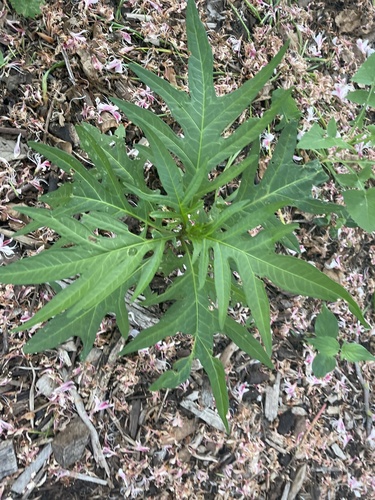 Solanum laciniatum