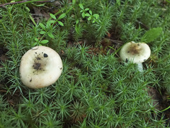 Russula gracillima