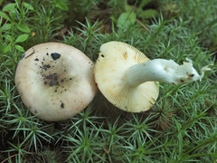 Russula gracillima