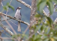 Ocyceros gingalensis