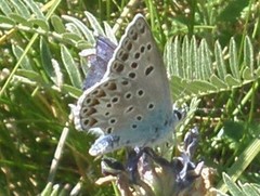 Polyommatus escheri