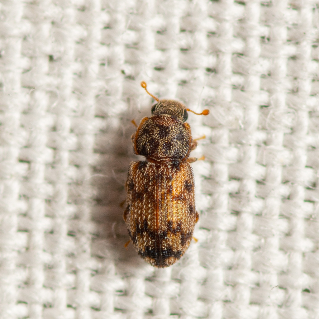 Synchita parvula