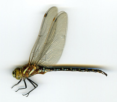 Aeshna palmata