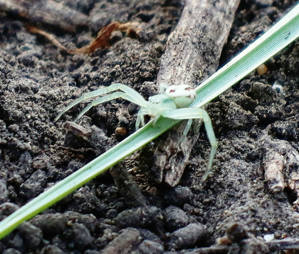 Mecaphesa from Plano, TX, USA on June 23, 2023 at 0827 AM by Jean