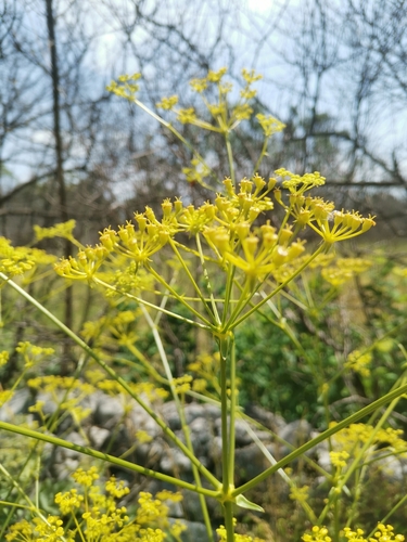 Image of Ferulago galbanifera by (c) Ljaž, some rights reserved (CC BY)