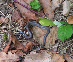 Natrix astreptophora