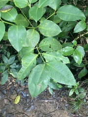 Garcinia linii, photograph (c) Zheng-An Wang, some rights reserved (CC BY)