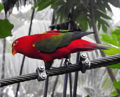 Chattering Lory photo 4