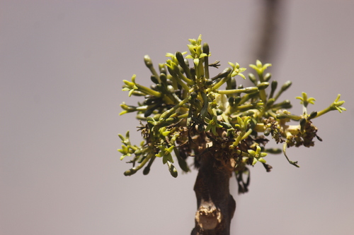 Image of Vasconcellea candicans by no rights reserved