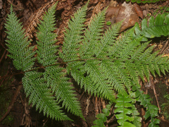 Leptolepia novae-zelandiae