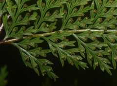 Leptolepia novae-zelandiae