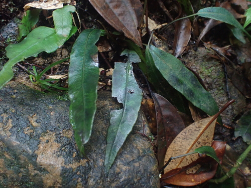 Image of Deparia lancea by (c) Zheng-An Wang, some rights reserved (CC BY)
