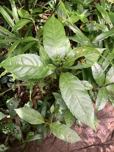 Sarcandra glabra, photograph 3