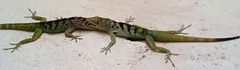 Anolis roquet salinei
