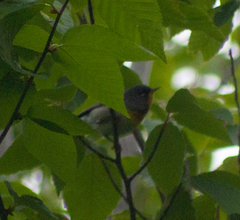 Setophaga americana image
