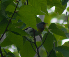 Setophaga americana image
