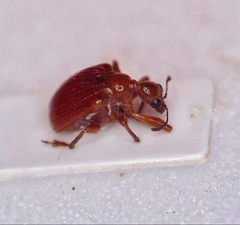 Apoderinae