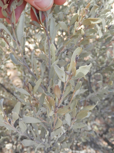 Image of Acacia craspedocarpa by (c) Charles Stirton, some rights reserved (CC BY-SA)