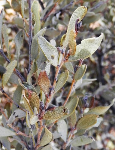 Acacia craspedocarpa, photograph 2