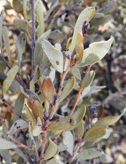 Acacia craspedocarpa