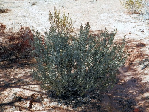Image of Acacia craspedocarpa by (c) Charles Stirton, some rights reserved (CC BY-SA)
