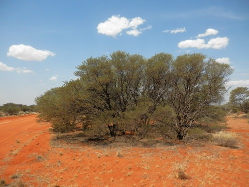 Acacia craspedocarpa, photograph 4