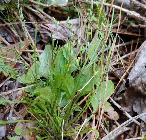 Image of Lactuca hirsuta by no rights reserved