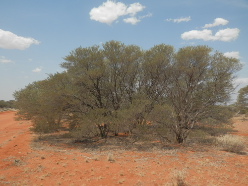 Acacia craspedocarpa