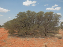 Acacia craspedocarpa
