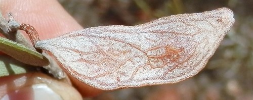 Acacia craspedocarpa, photograph 1