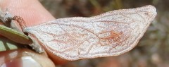 Acacia craspedocarpa