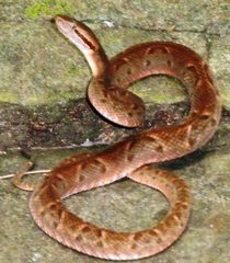 Bothrops lanceolatus