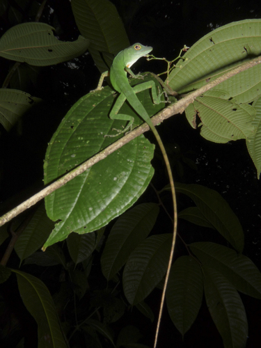 Anolis purpurescens