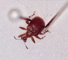 Apoderinae