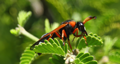 Hypodynerus chiliensis