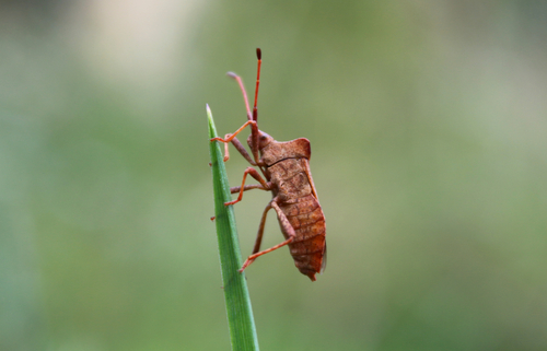 Arkliarūgštinė kampuotblakė nuotrauka