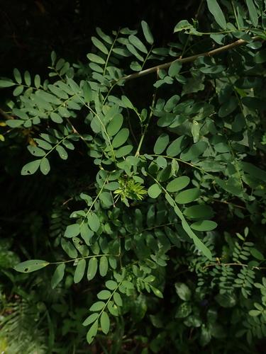 Ormocarpum cochinchinense iNat (3)