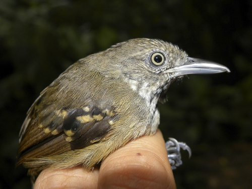 Checker-throated Stipplethroat