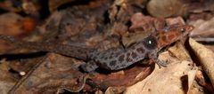 Sphaerodactylus vincenti festus
