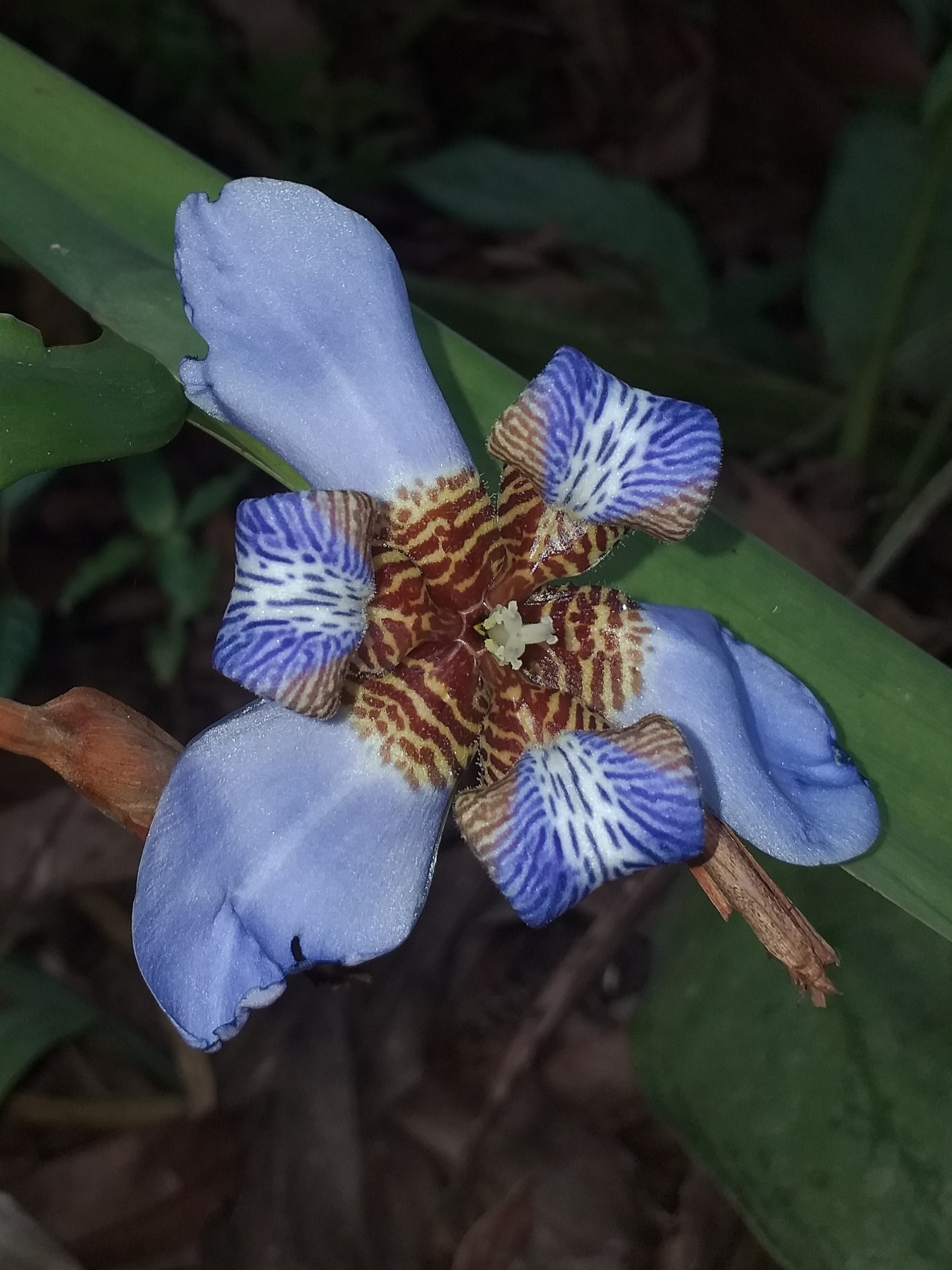 Imagem de Sete-sangrias