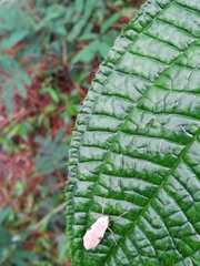 Lepidoptera