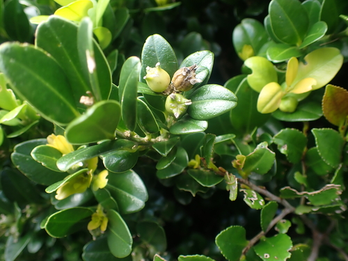 Buxus liukiuensis (Buxus liukiuensis)