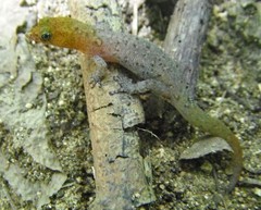 Sphaerodactylus vincenti psammius