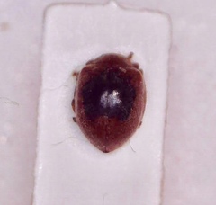 Epilachninae
