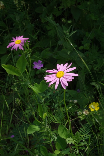 Pyrethum daisy (Tanacetum coccineum)