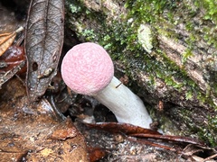 Boletellus ananas image