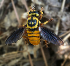 Laphria saffrana